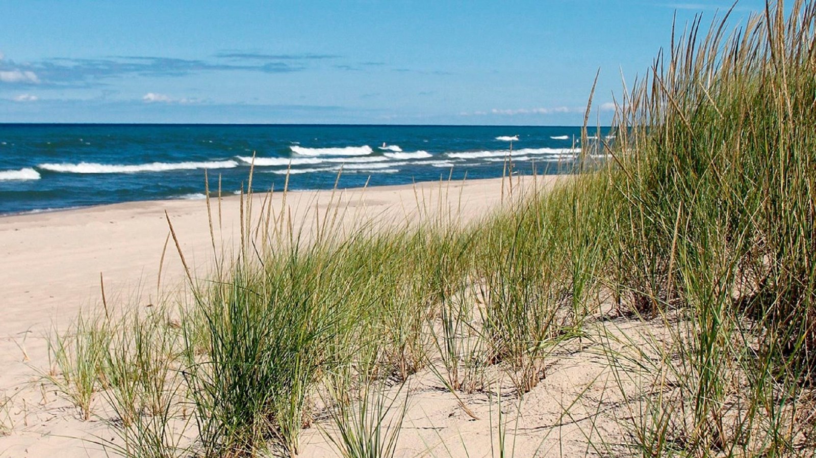 Green blades of marram grass stick out of the yellow sandy beach near the shoreline.