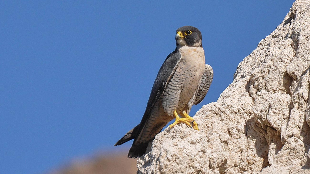 Peregrine falcon perched on rocks, blue sky behind