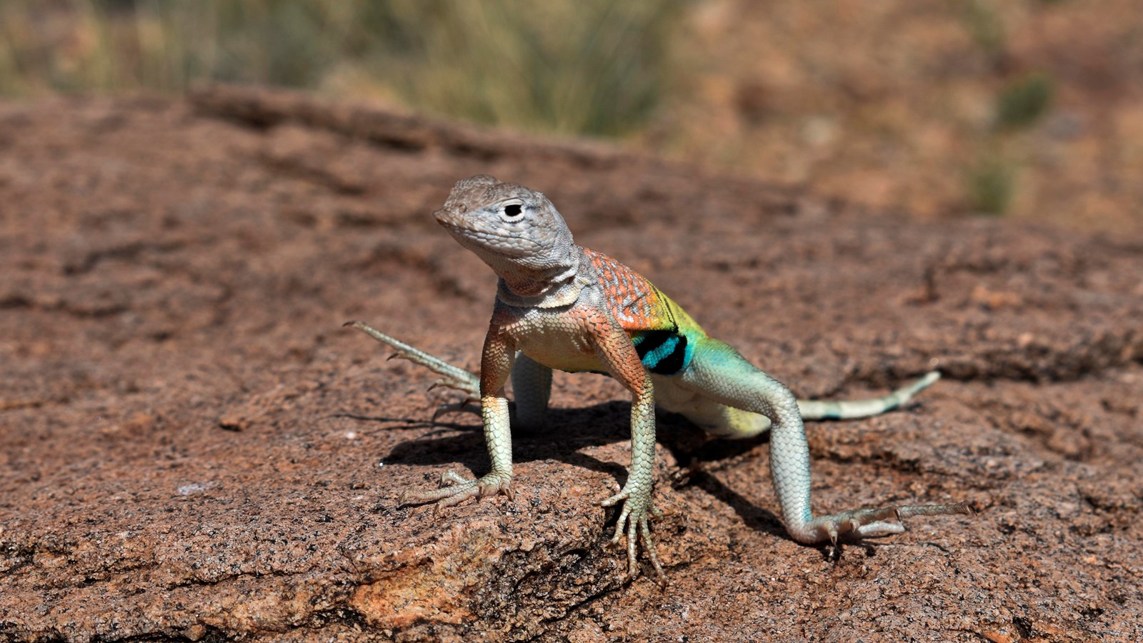 A gray lizard has red, orange, and green colors around its midsection.
