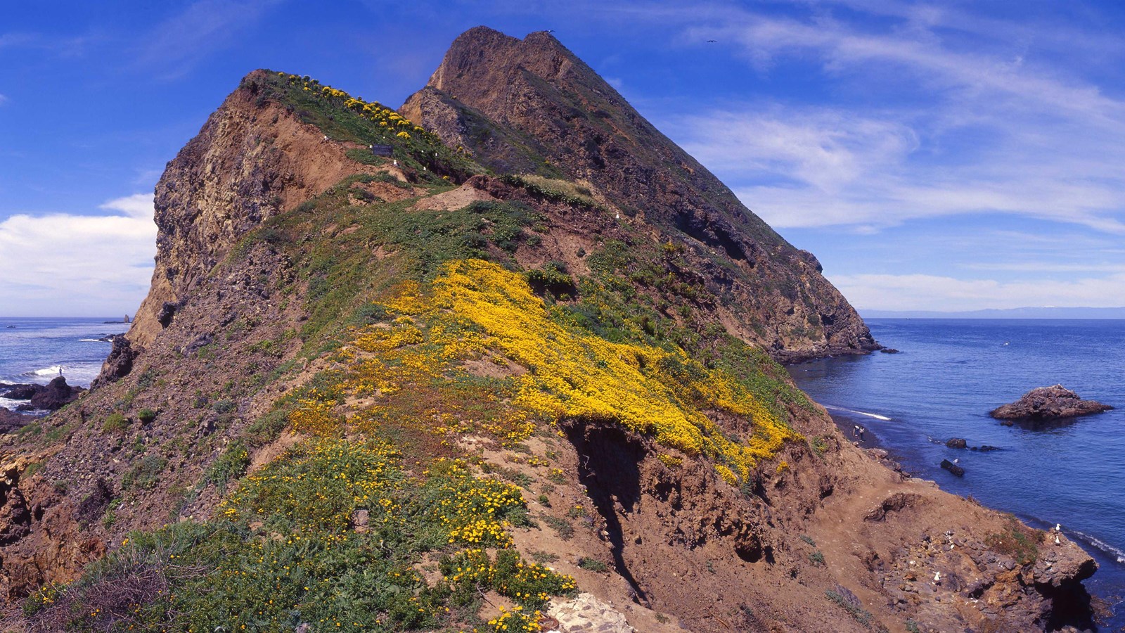 Brown rock with yellow flowers and ocean water on each side. 