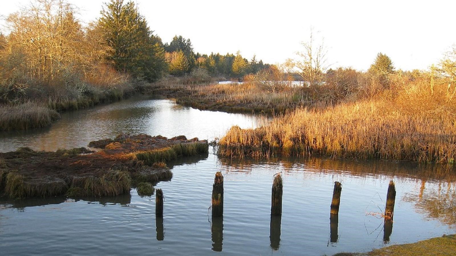 Old dock posts rise from the waters of the river, golden colored trees line the banks