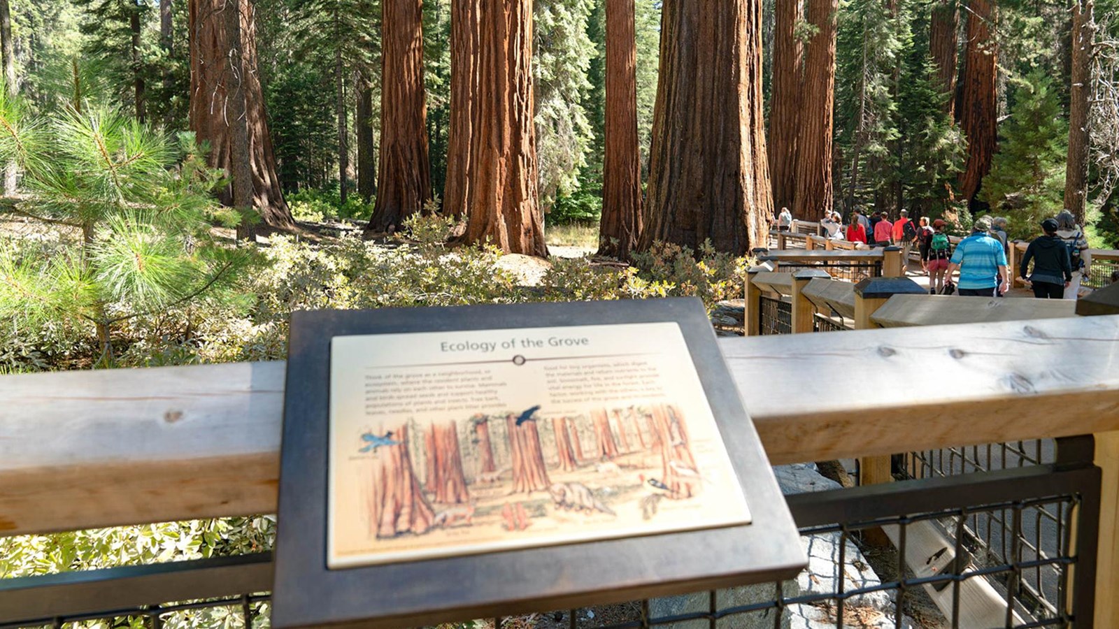 Wayside exhibit along a fence with sequoias and people in background