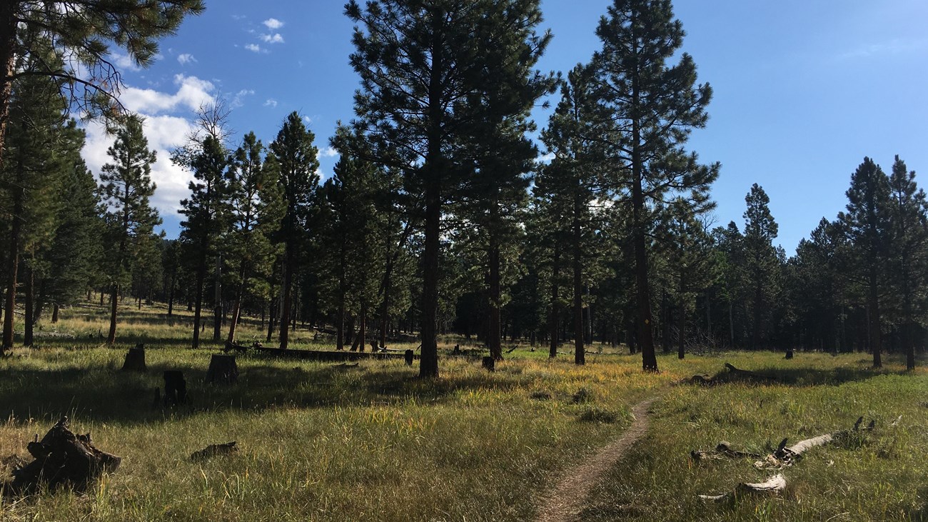 Cerro Grande Trail
