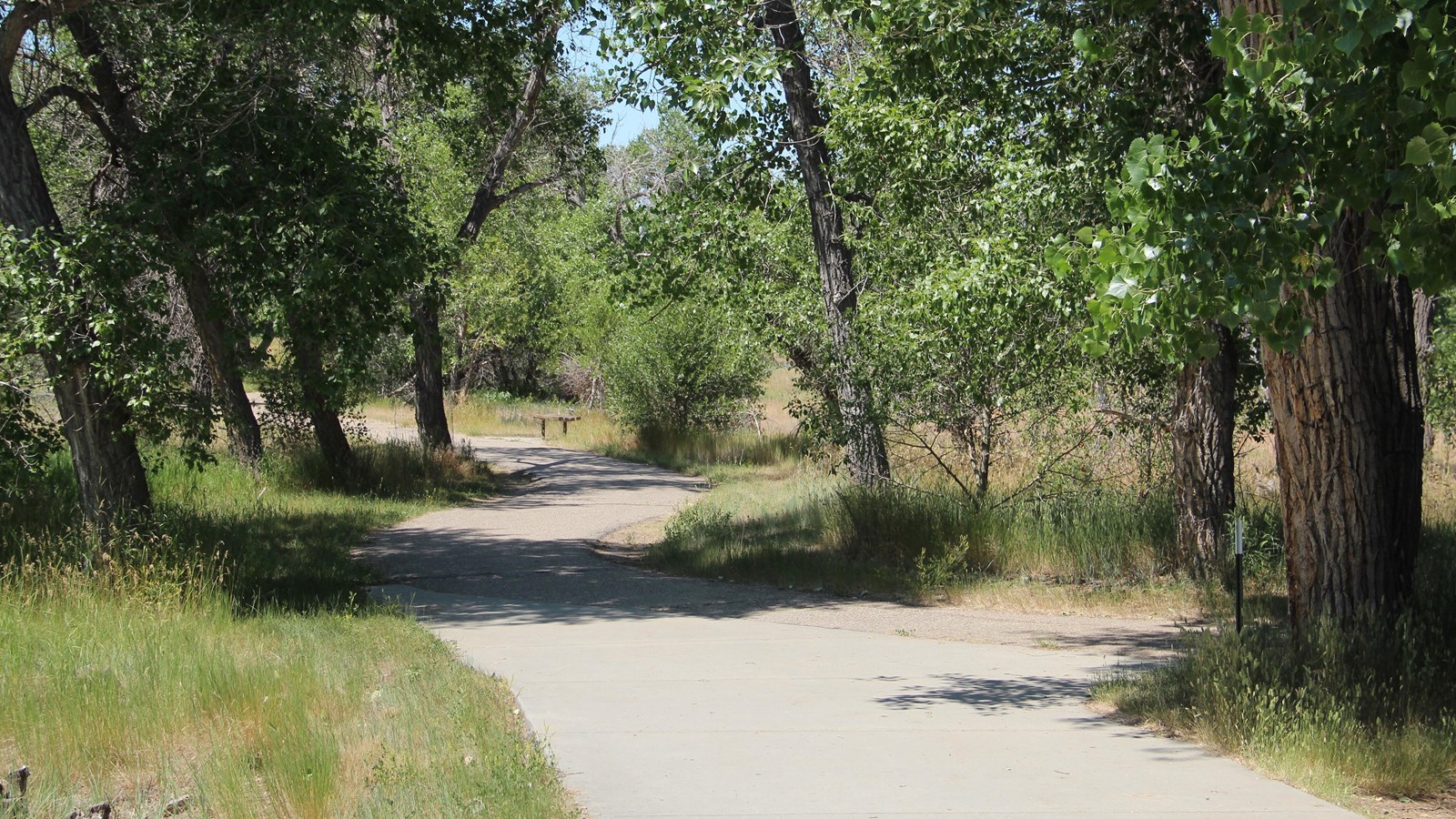 Shaded concrete trail winds among cottonwoods, tall grasses, and a bench under blue sky.