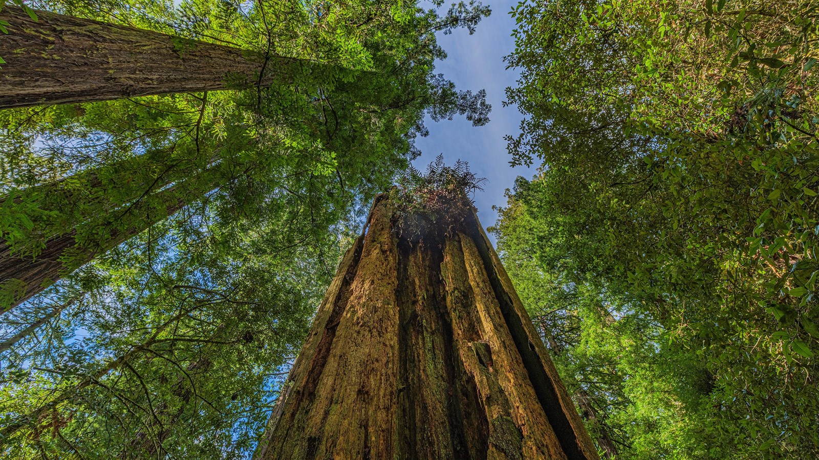 An old, tall redwood stump hosts a large fern matt at its top.