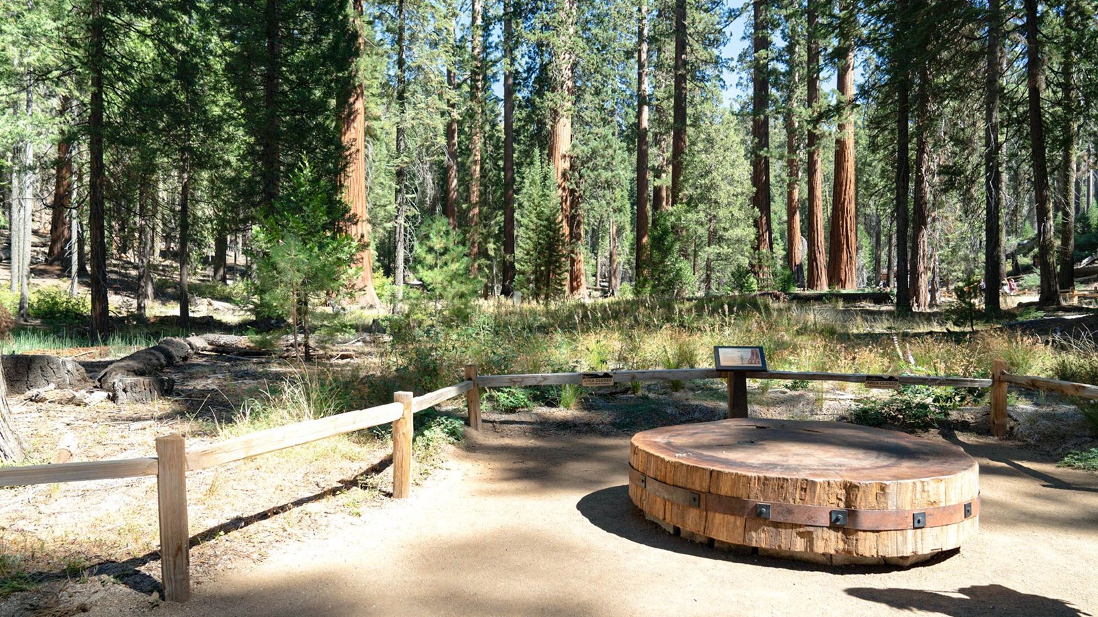 Flat sequoia round and exhibit in foreground, fence, and sequoias and other trees in background