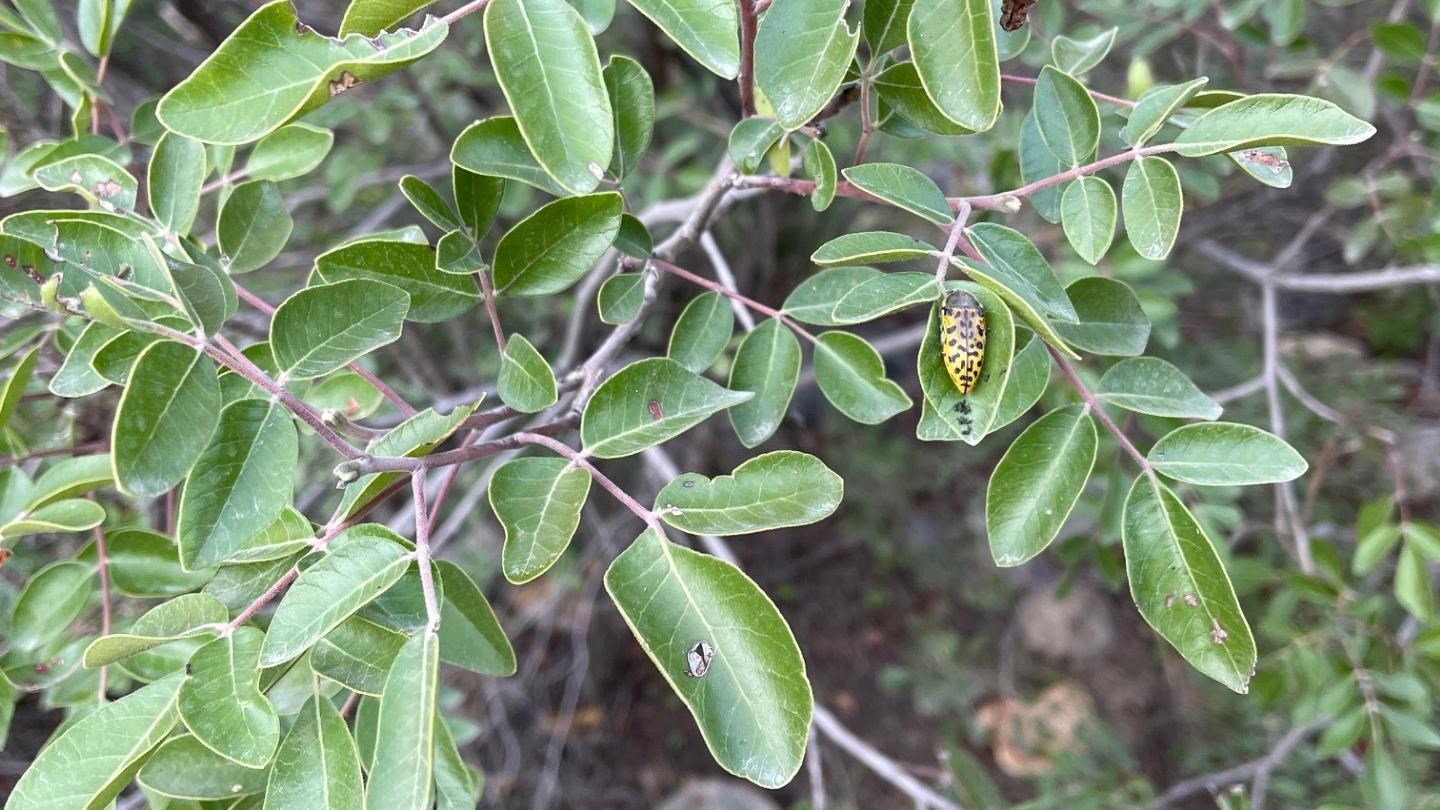 A tall shrub with small, dark green leaves has a yellow bug on one leaf.