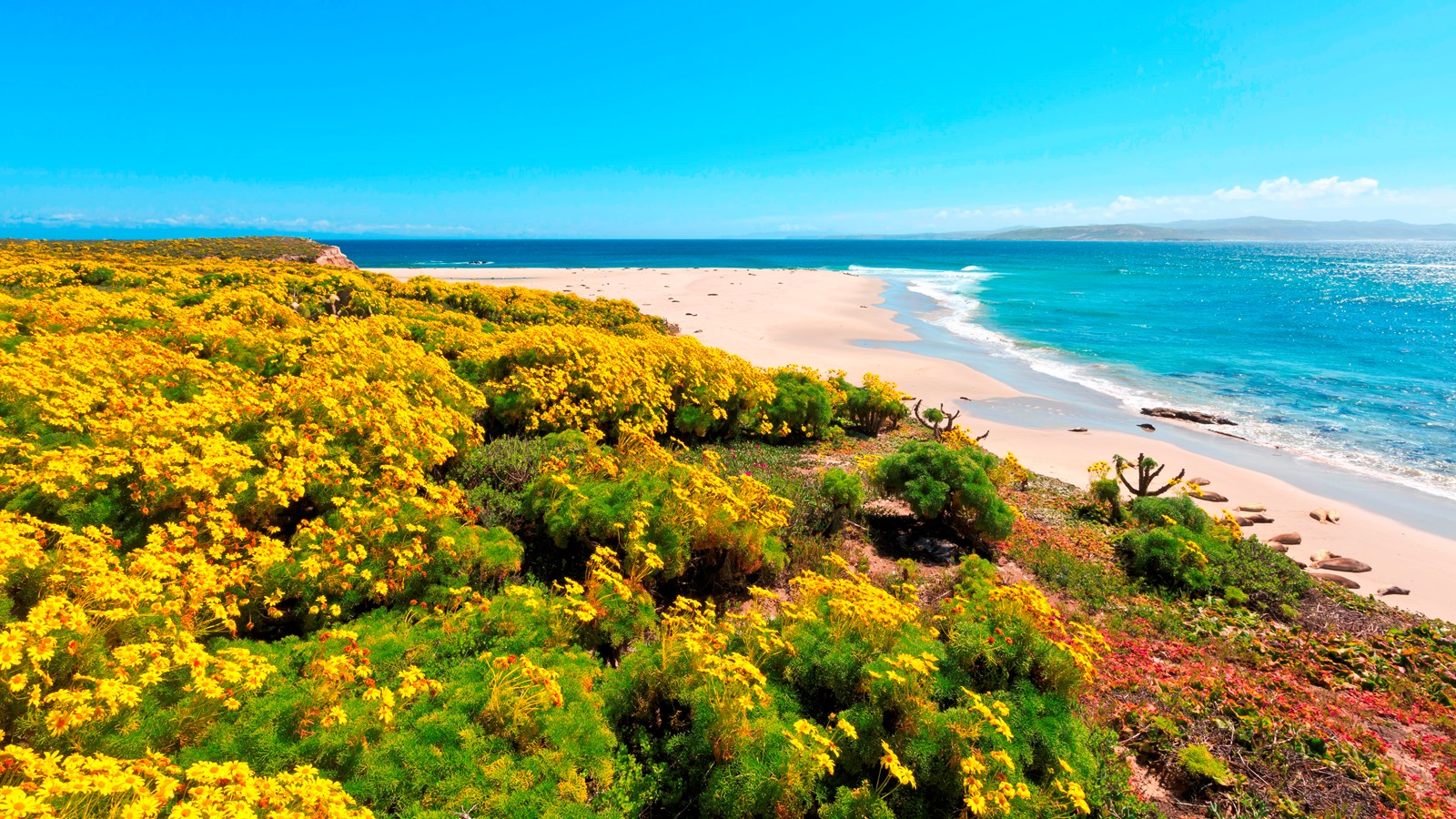 Sandy point with low cliffs covered in yellow flowers.