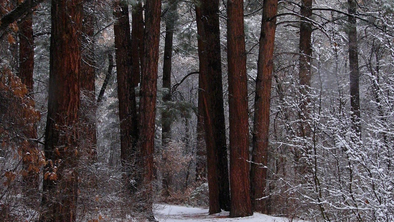 Tall, straight pines with jigsaw-puzzle orange bark stand dusted in snow.