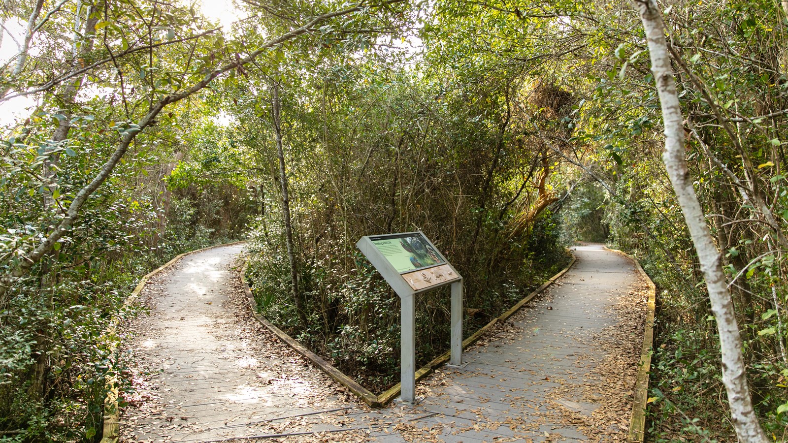 Two boardwalk paths diverge into the sunny woods.