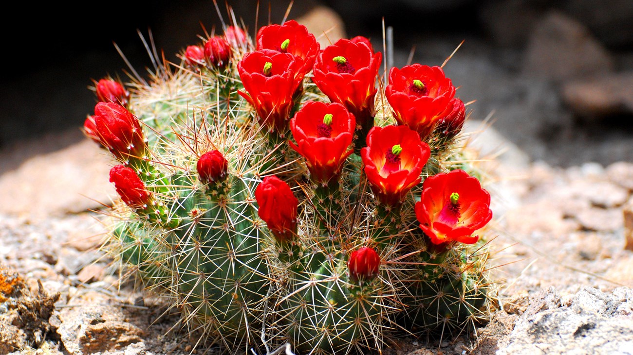 Claret Cup Cactus blooming with bright red flowers.
