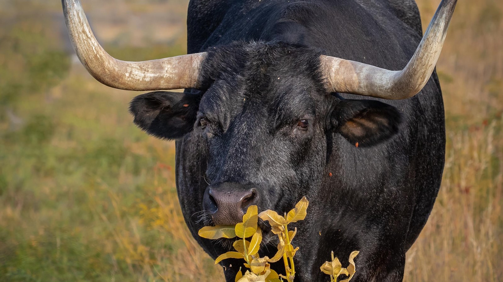 Longhorn Cattle Eating