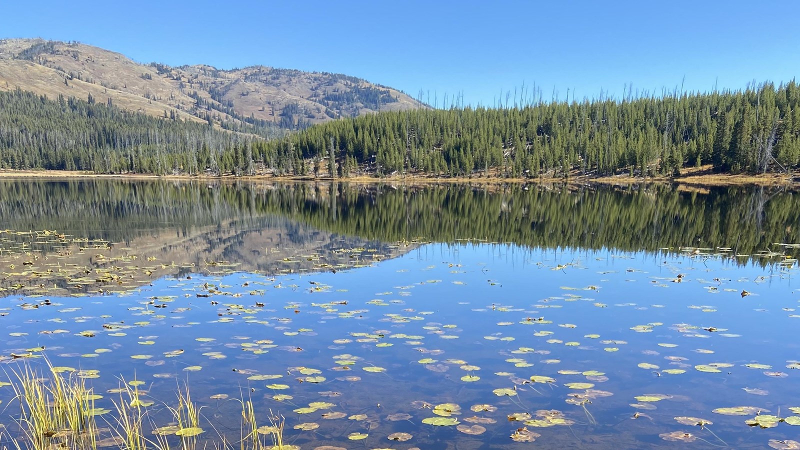 Lily pads sit on a lake with a reflection of the surrounding forests and a mountain in the distance.