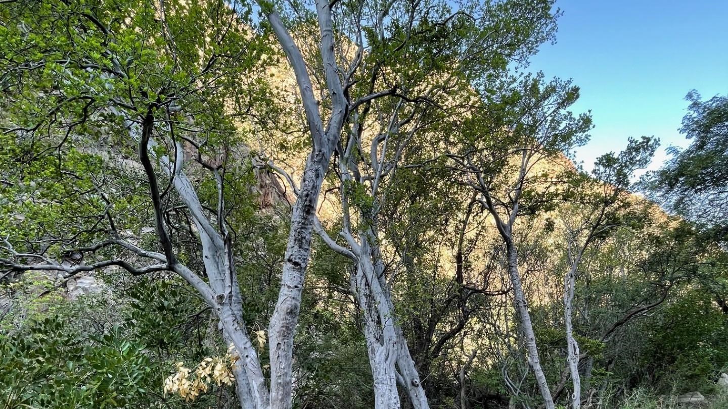A tree that has peeling, gray bark and tiny green leaves.