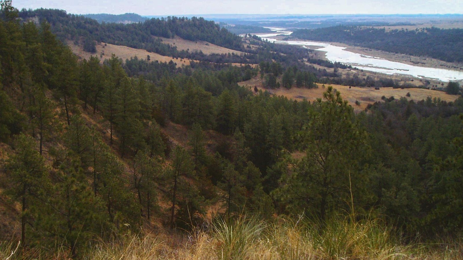 pine trees in late fall on bluffs leading to the Niobrara River banks in the distance