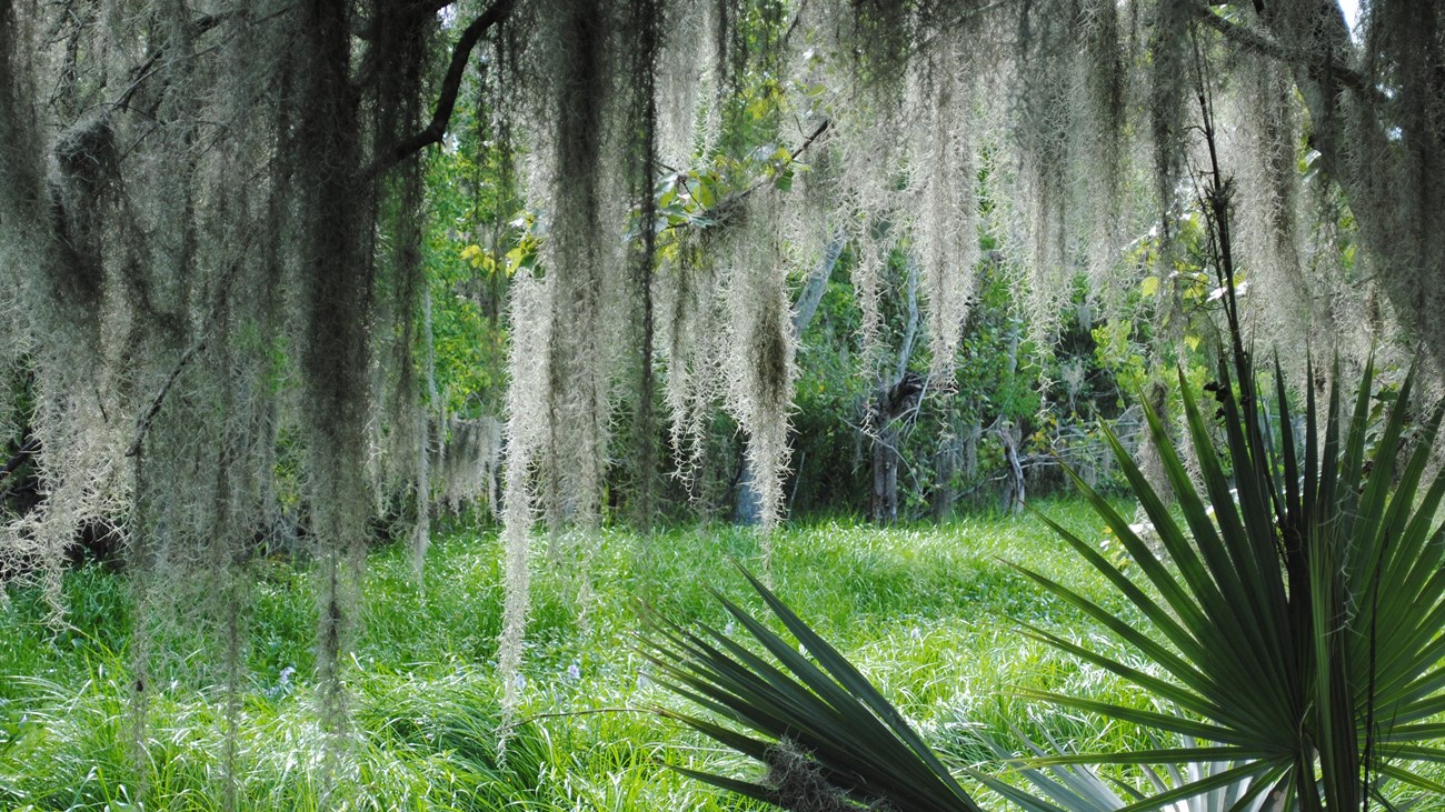 palmetto and spanish moss