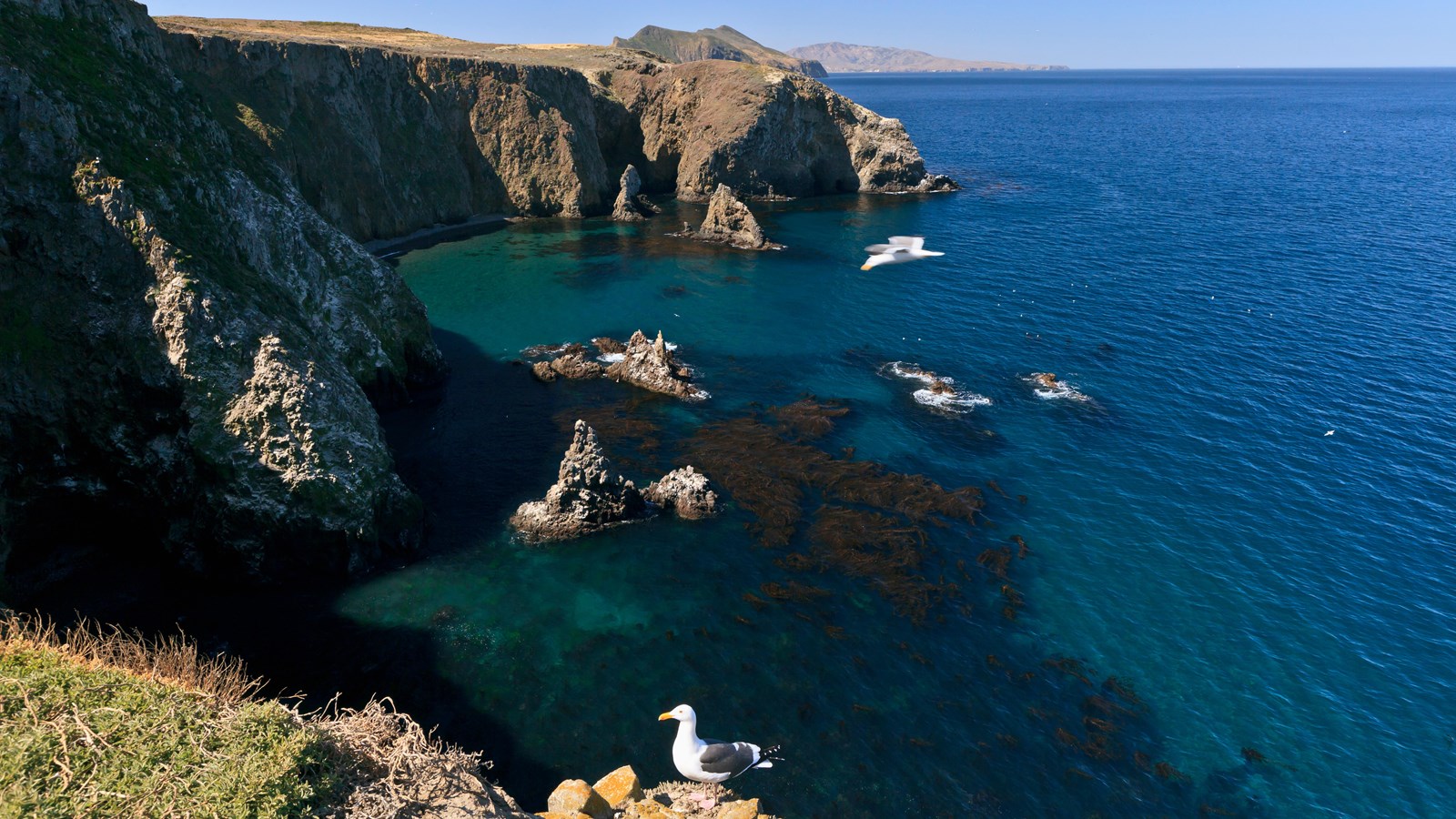 Overlooking a shallow bay from high on a cliff. White and grey seagull is perched on a rock.