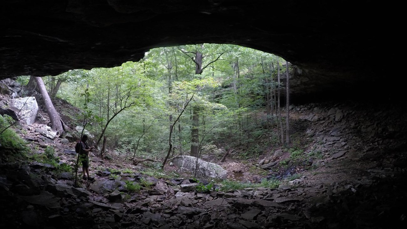 A view out into a forest from the back of a rock shelter