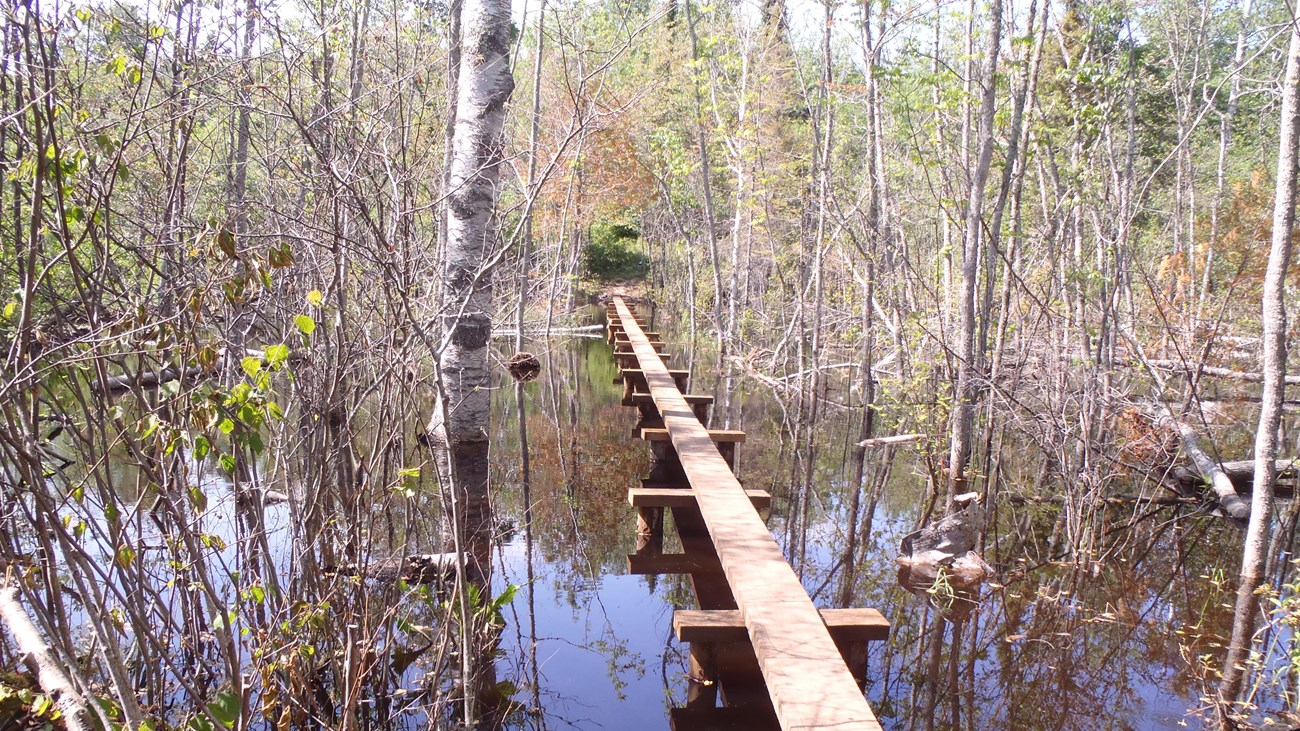 A boardwalk a part of the trail over a beaver point on with plants and trees popping up out of water