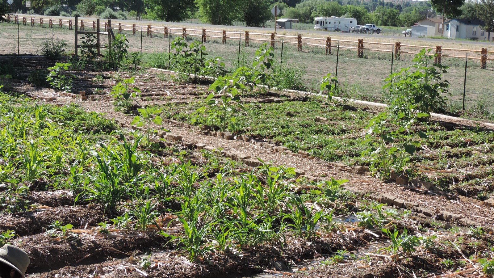 A photo showing rows of plants growing with water in ditches in between the rows.