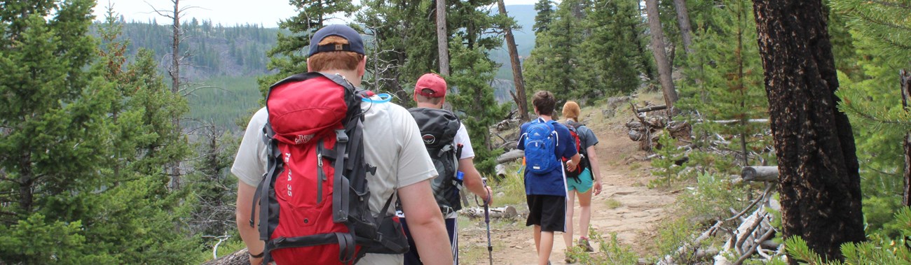 Hikers head through an open forest along a dirt trail.
