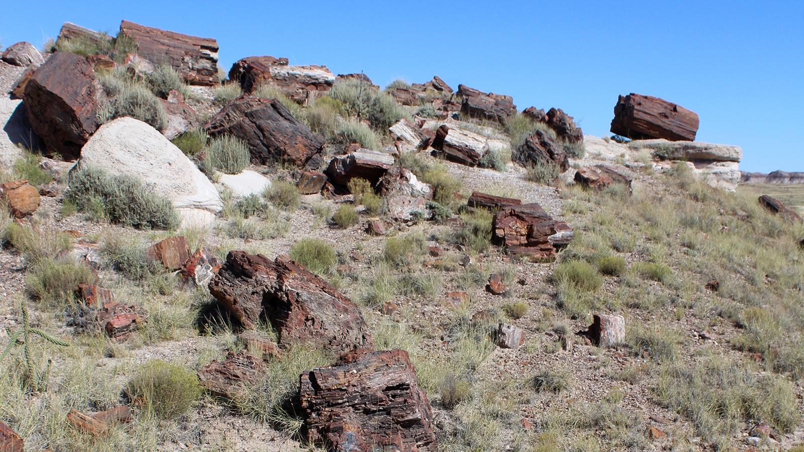 Petrified wood on grassy hill blue sky in the background