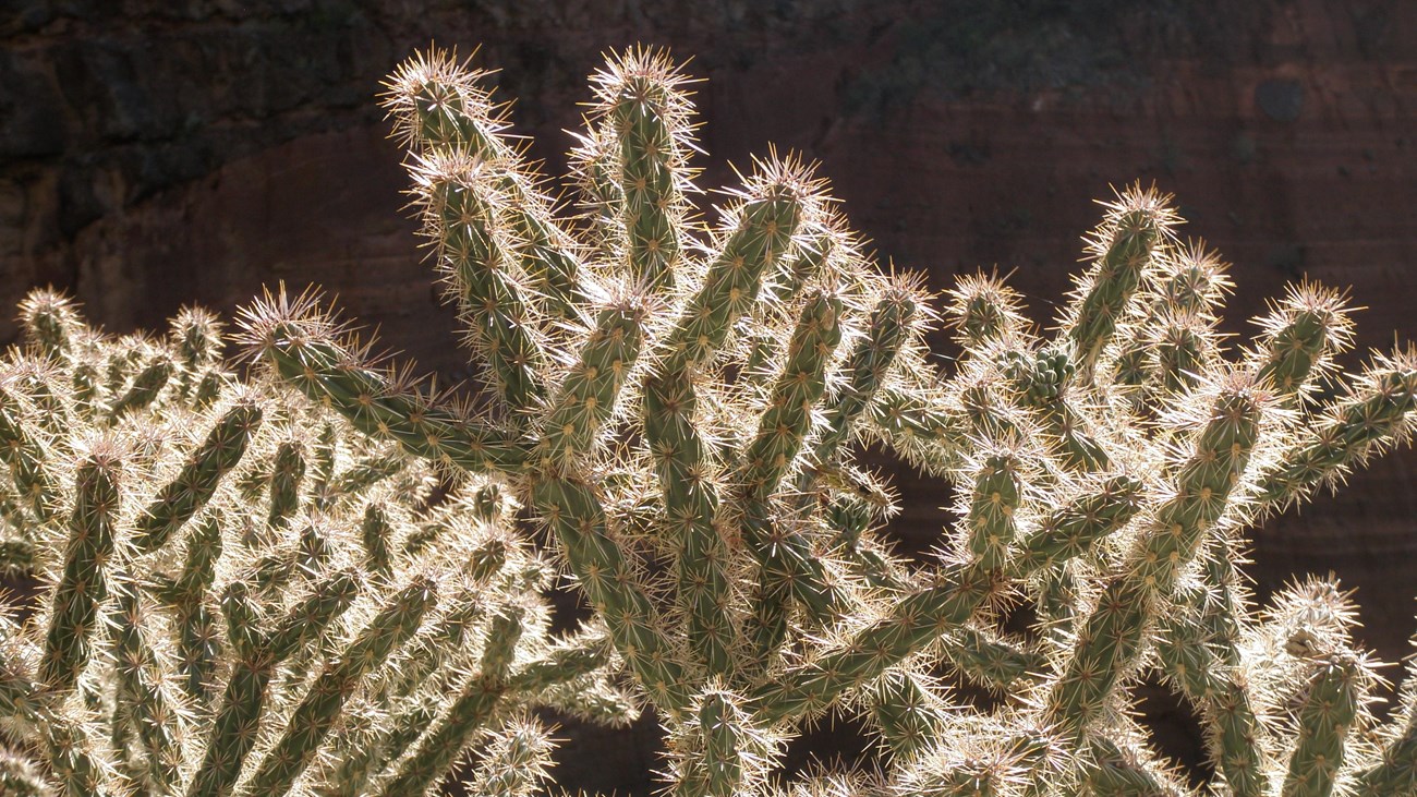 Cholla Cactus near the Yapashi Pueblo site. 