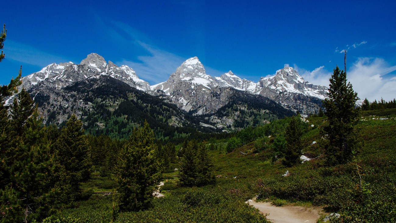 A trail winds through bushes towards a mountain range.