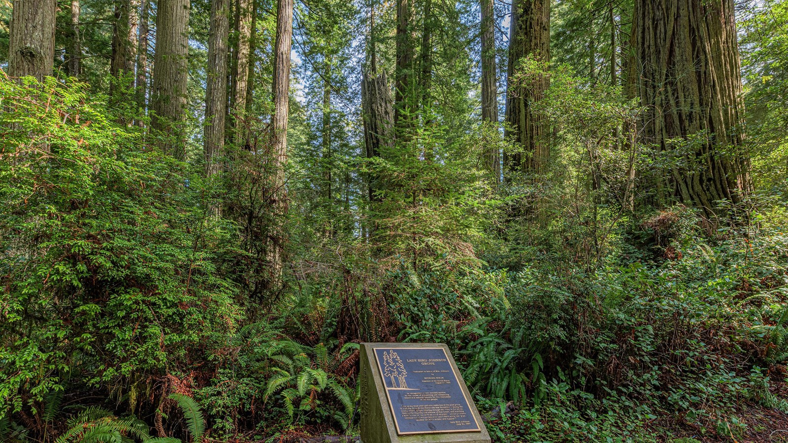 Colossal redwood trees tower over green shrubs and the dedication plaque for Lady Bird Johnson Grove