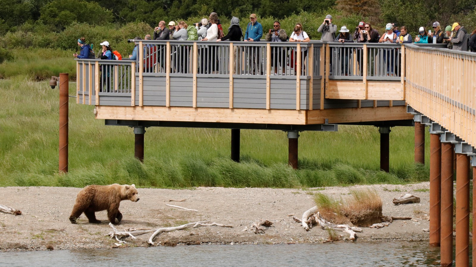 Visitors on an elevated platform looking down at a bear
