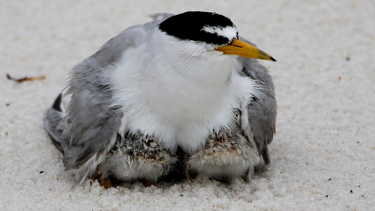 A least tern shelters her chicks on the sand.