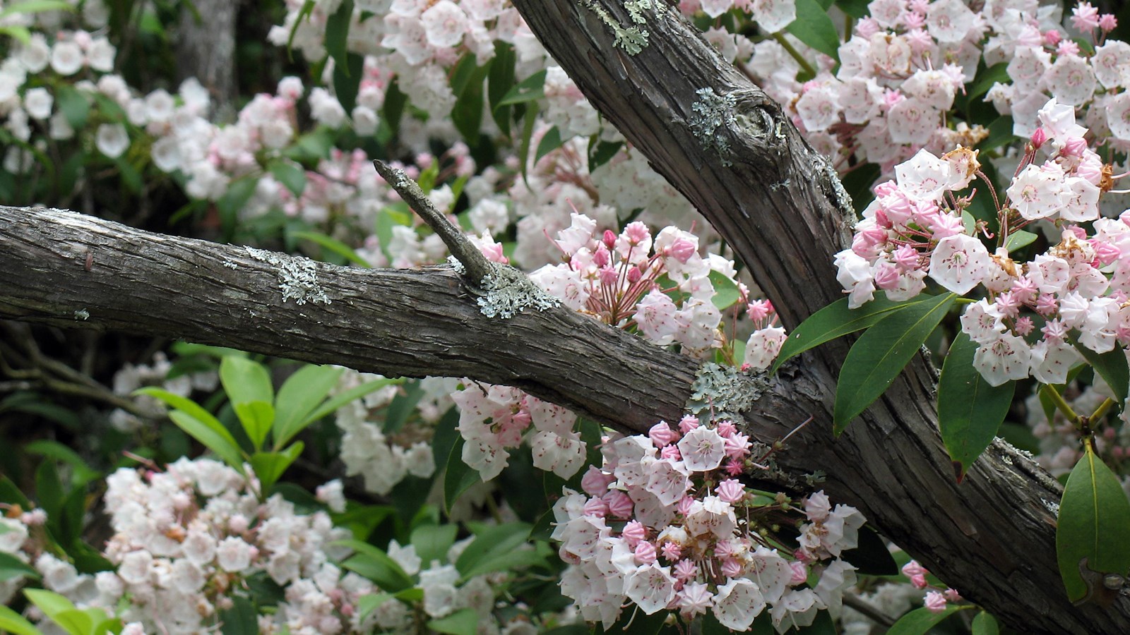 Pink and white blooms of Mountain Laurel along the Limberlost Trail