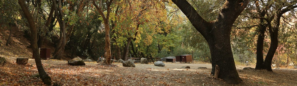 campsites with picnic tables and bear boxes under trees