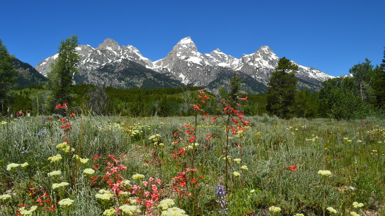 Wildflowers bloom in a meadow at the base of a mountain range.