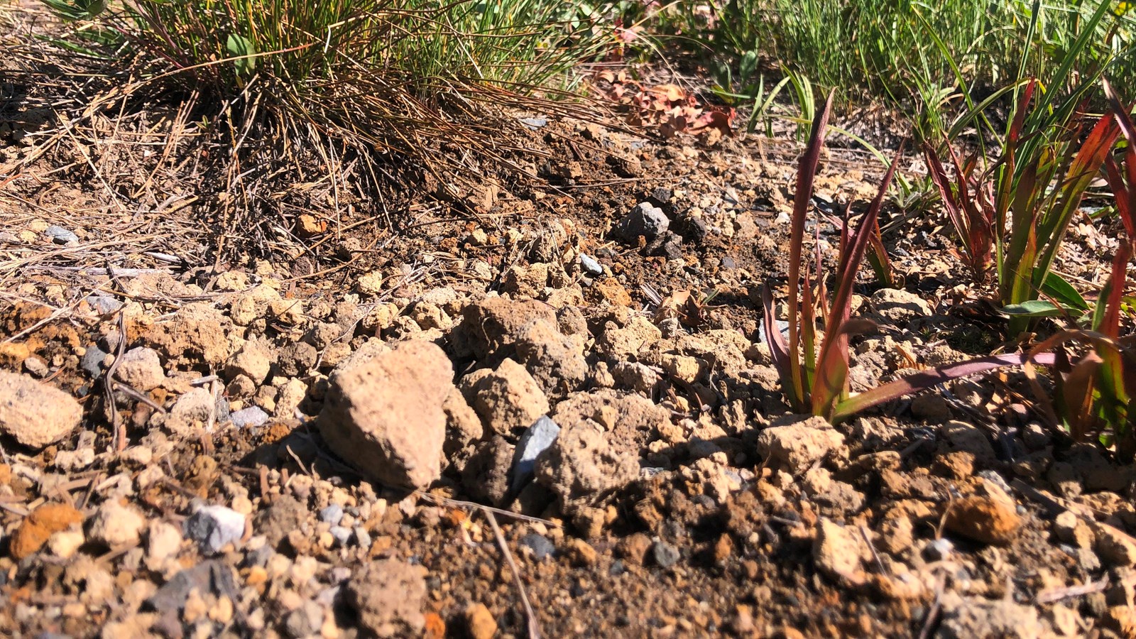 Small brown rocks form a thin layer on the ground.