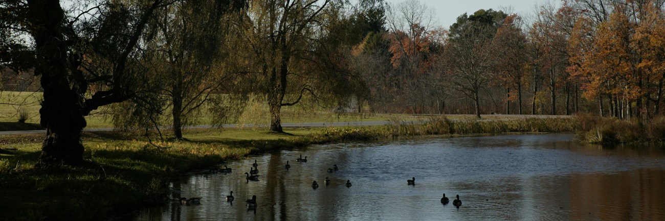 A pond surrounded by lush vegetation.