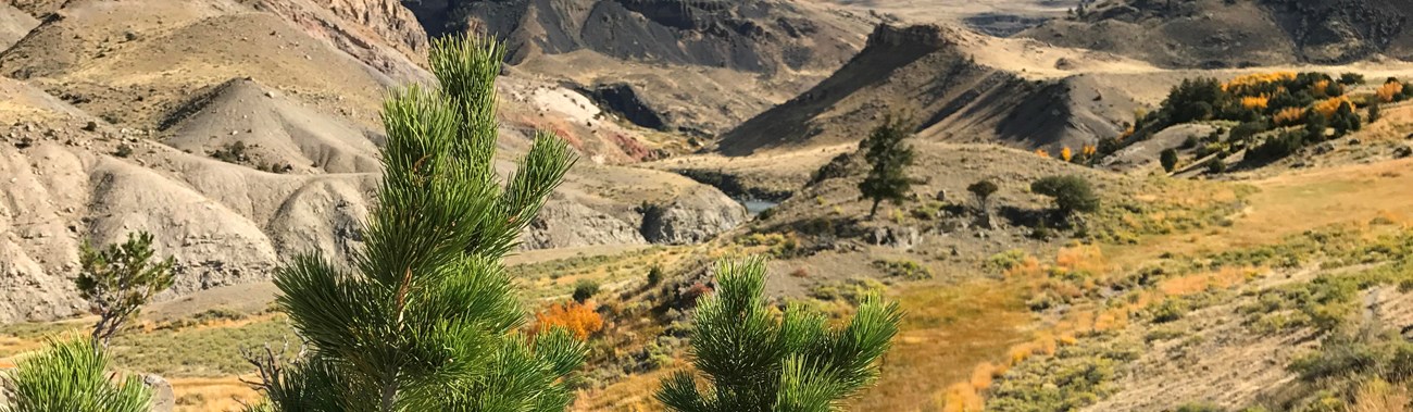 Pine needles in front of the yellowish hills surrounding the Yellowstone River.