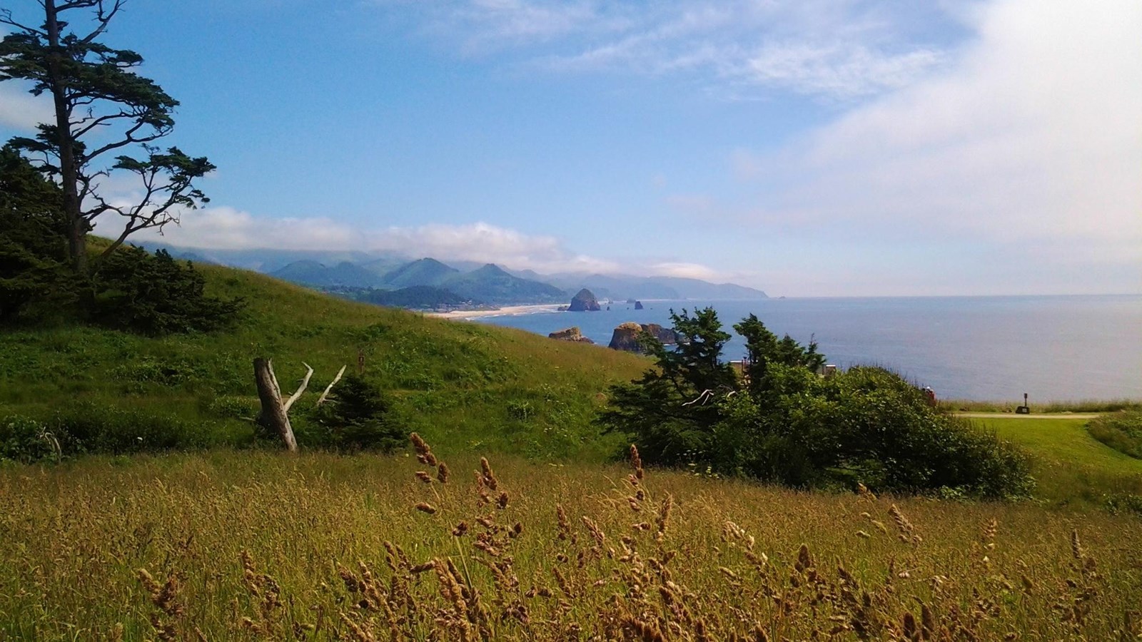 Grass on a plain overlooking the ocean below