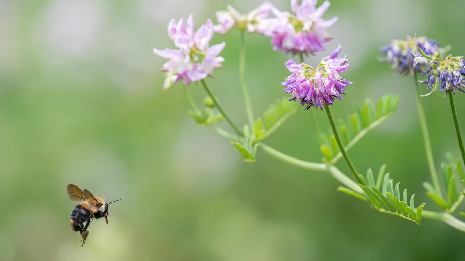 A bumblebee seeks pollen from purple crown vetch