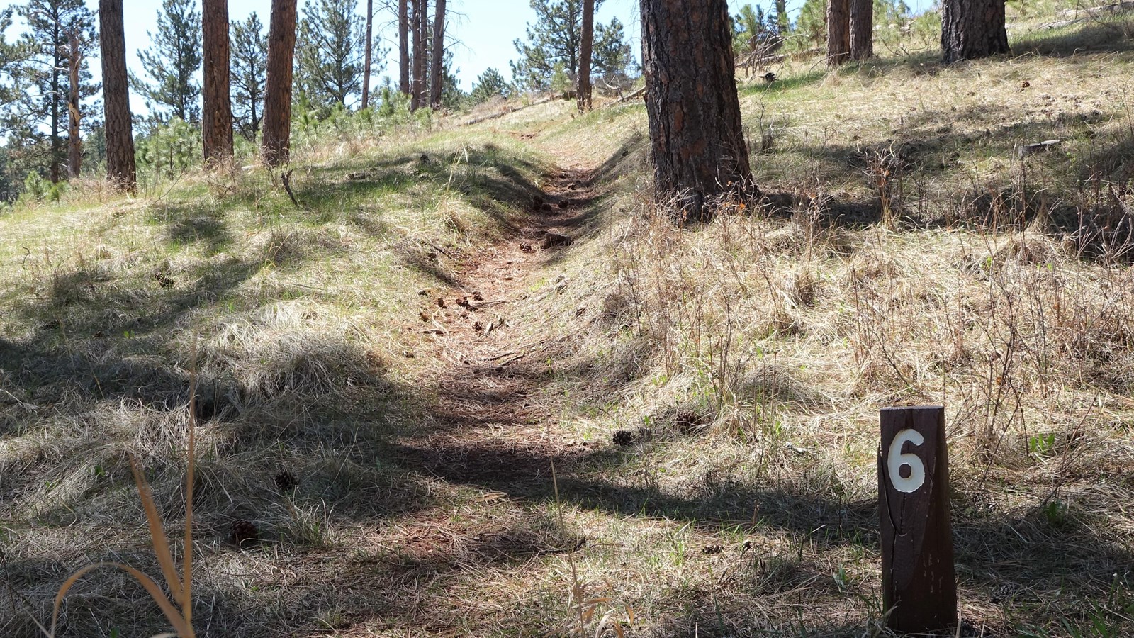 Post #6 Pondering the Ponderosa