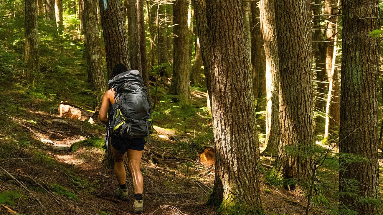 A person with a backpacking pack hikes through the dense forest on the IAT. The trail is uneven.