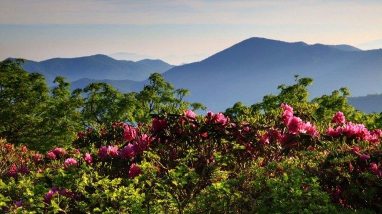 Pink flower blooms on green shrubs with mountains in the background