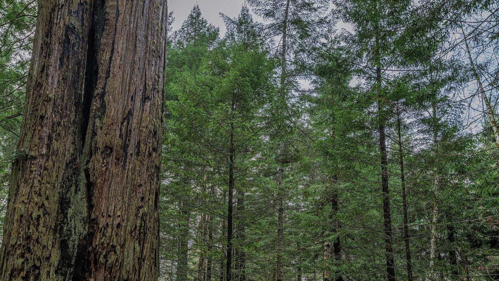 Small, tightly packed young trees stand behind a large, old-growth redwood tree. 