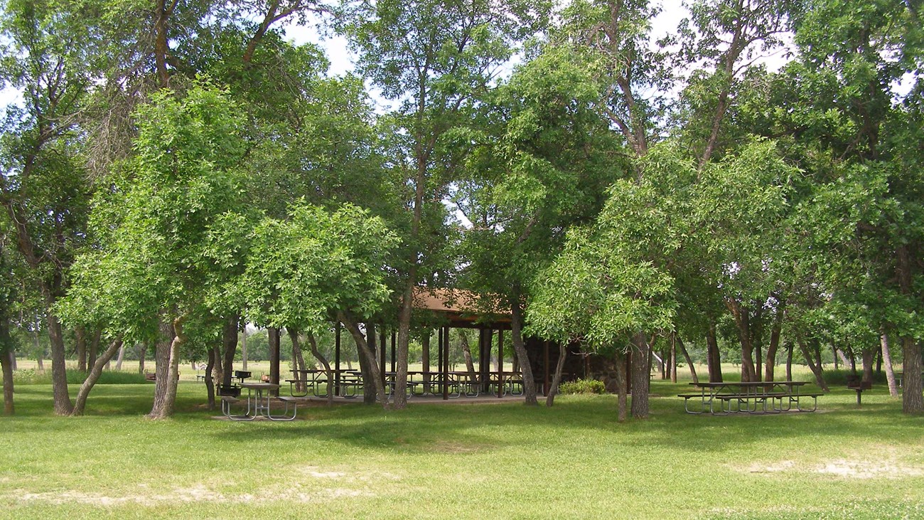A large grassy field with picnic tables and trees throughout.