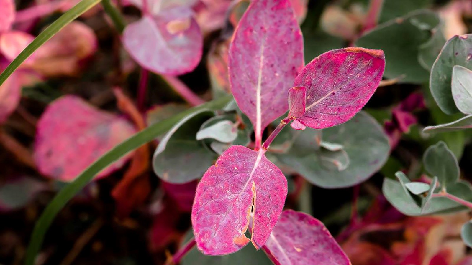 A plant with green leaves changing to pink leaves.