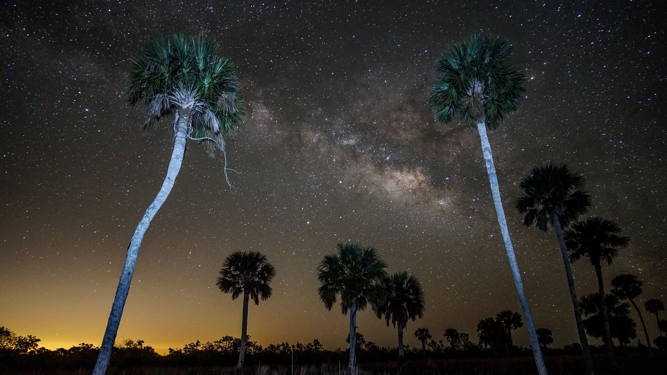 The milky way dominating a starry sky over palm trees.