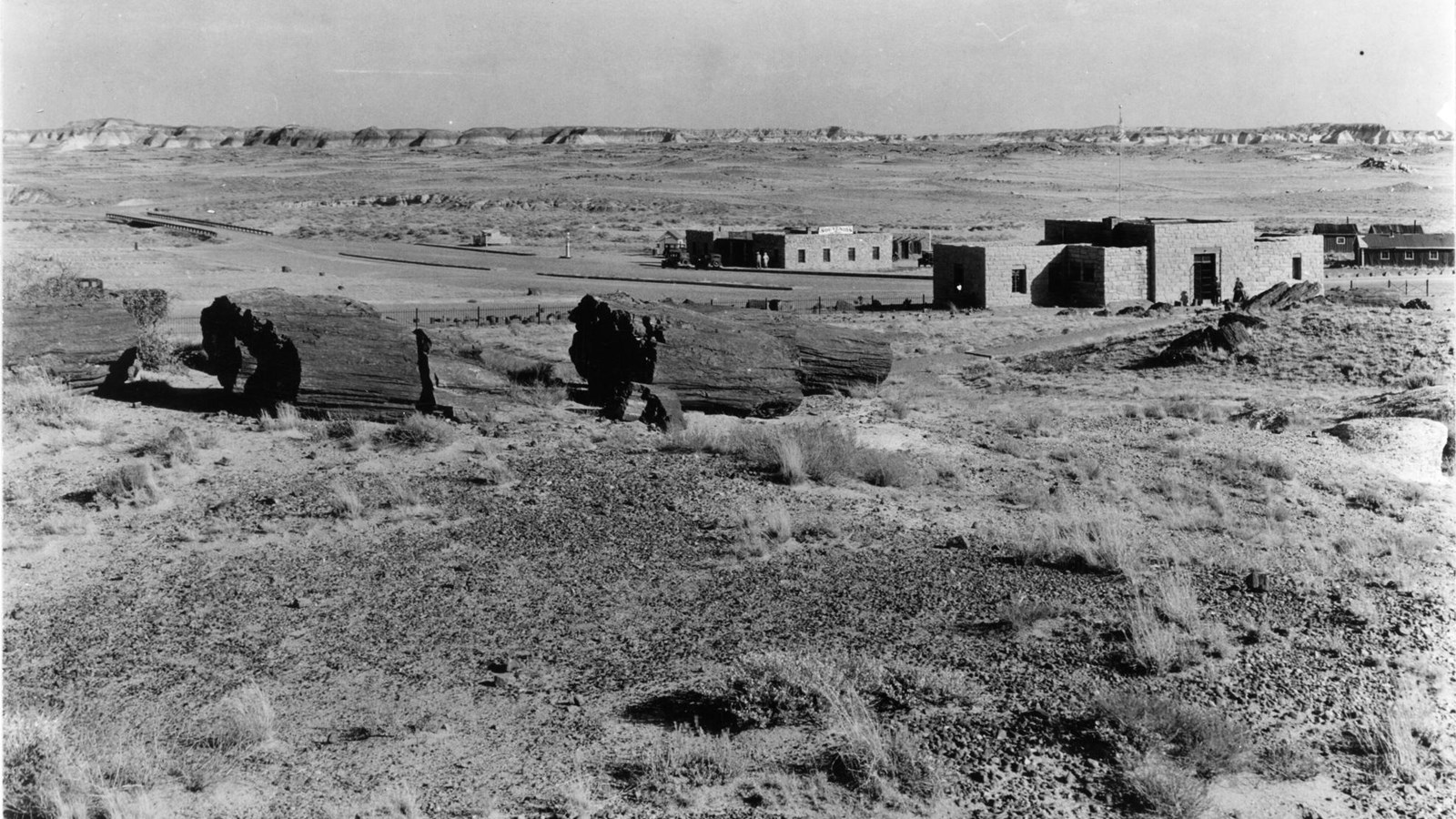 Old black and white photo of buildings and petrified wood