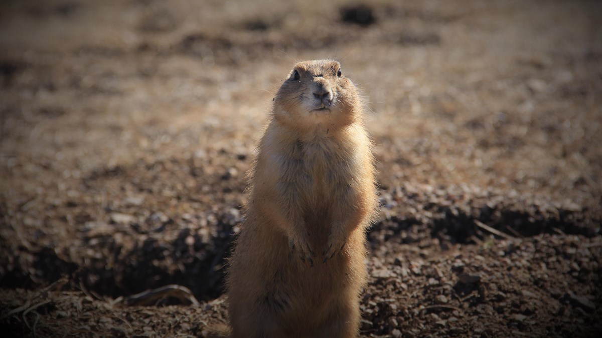 Prairie dog standing up outside of its burrow with the edges of the photo darkened. 