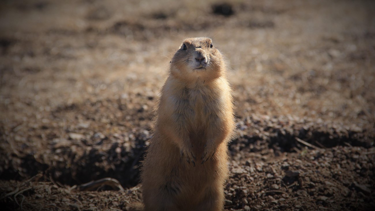 Prairie dog standing up outside of its burrow with the edges of the photo darkened.