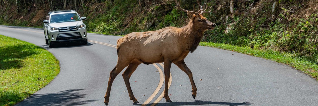 A bull elk with antlers crosses a road in front of a stopped car